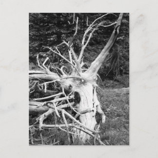 Postal Fotografía en blanco y negro del árbol muerto