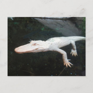 Postal Fotografía en color del lagarto albino
