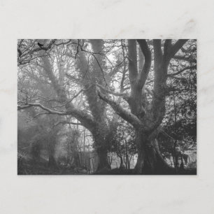 Postal Fotografía espeluznante en blanco y negro del bosq