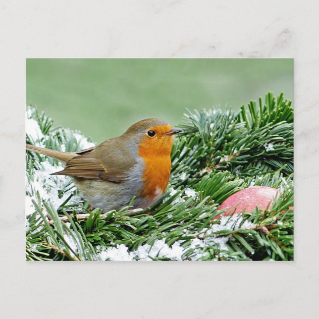 Postal Fotografía europea de la nieve de Robin Pine (Anverso)