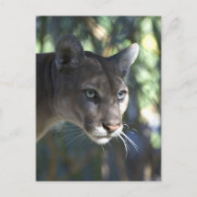 Fotografía facial de Cougar (Puma Concolor)
