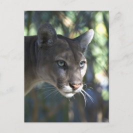 Postal Fotografía facial de Cougar (Puma Concolor)
