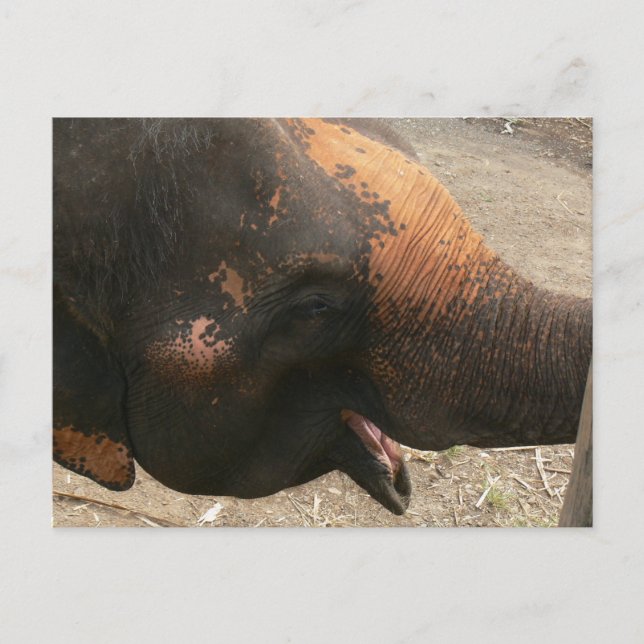 Postal Fotografía feliz de elefante riéndose en Tailandia (Anverso)