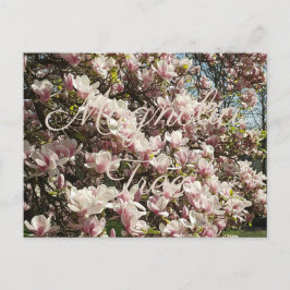 Postal Fotografía floral de árbol de magnolia con blossom