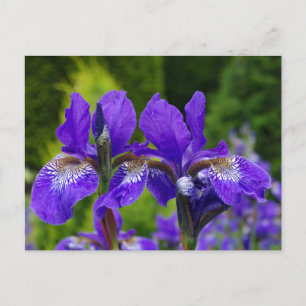 Postal Fotografía floral de Iris sibirica