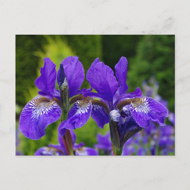 Postal Fotografía floral de Iris sibirica (Anverso)