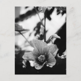 Postal Fotografía floral en blanco y negro