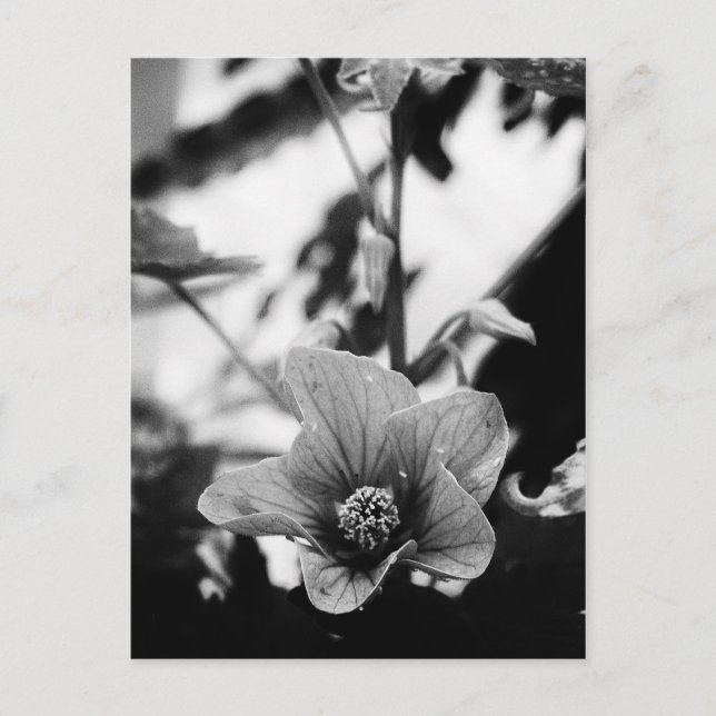 Postal Fotografía floral en blanco y negro (Anverso)