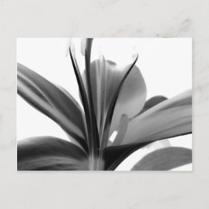 Postal Fotografía floral en blanco y negro de flores Lily