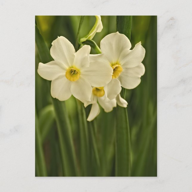 Postal Fotografía floral: Narciso de Primavera Blanca (Anverso)