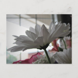 Postal Fotografía floral original de margarita blanca