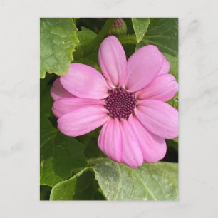 Postal Fotografía floral rosa