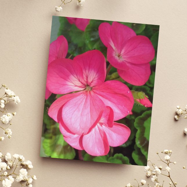 Postal Fotografía floral rosa Geranium (Subido por el creador)