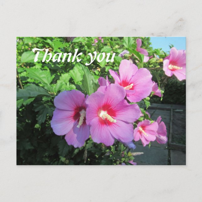 Postal Fotografía floral rosa gracias (Anverso)