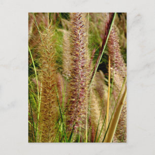 Postal Fotografía fotográfica de macro pasto Foxtail