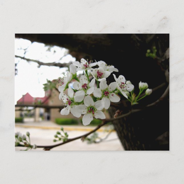 Postal Fotografía Macro de Flores de la Primavera Blanca (Anverso)