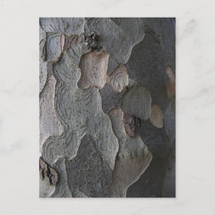 Postal Fotografía macro de la barra de árbol