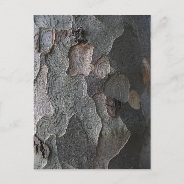 Postal Fotografía macro de la barra de árbol (Anverso)