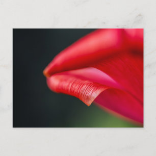 Postal Fotografía macro de pétalo de tulipán rojo abstrac