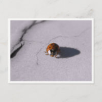 Fotografía Macro de Vida Silvestre del Escarabajo 
