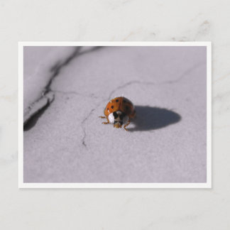 Postal Fotografía Macro de Vida Silvestre del Escarabajo