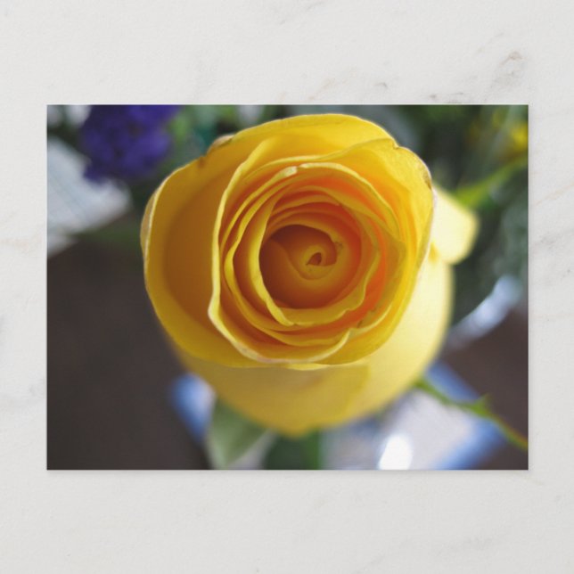 Postal Fotografía Macro Floral de Rosa Amarilla (Anverso)