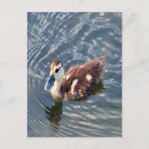 Postal Fotografía Muscovy Duckling