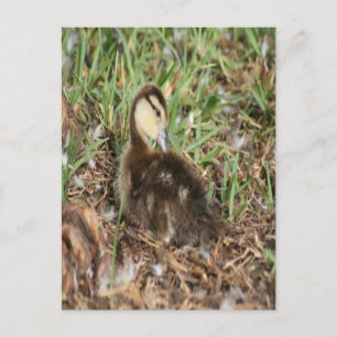 Postal Fotografía Muscovy Duckling
