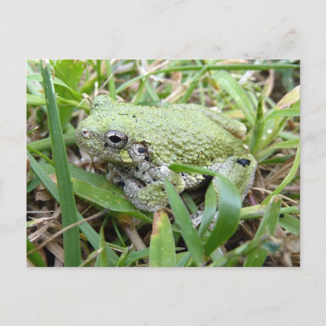 Postal Fotografía natural del Treefrog Gris Oriental (Anverso)