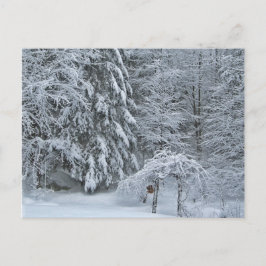 Postal Fotografía paisajística cubierta de nieve en los b