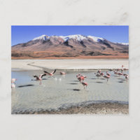 Fotografía paisajística de Bolivia con flamencos