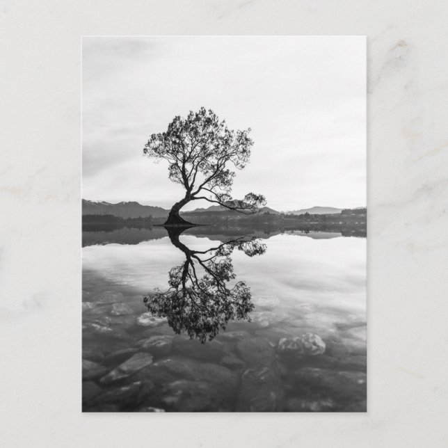 Postal Fotografía paisajística de Wanaka Tree New Zealand (Anverso)