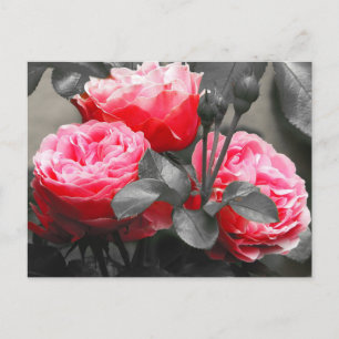 Postal Fotografía pop color rosa de flor rosa