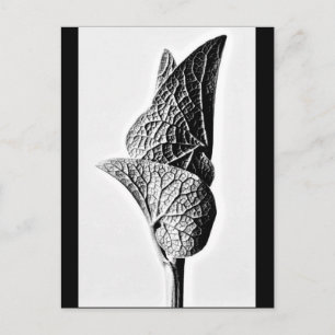 Postal Fotografía postcard-vintage-Karl Blossfeldt 14