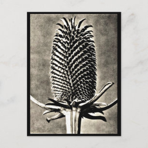 Postal Fotografía postcard-vintage-Karl Blossfeldt 19