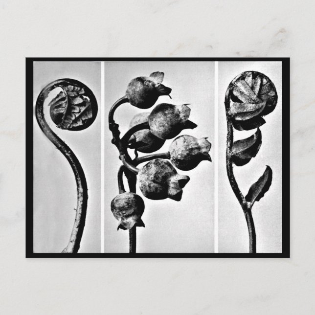 Postal Fotografía postcard-vintage-Karl Blossfeldt 28 (Anverso)