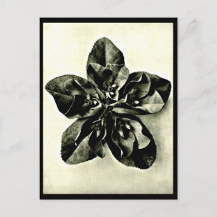 Postal Fotografía postcard-vintage-Karl Blossfeldt 48