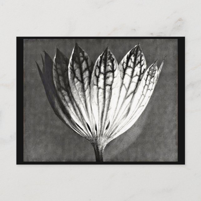 Postal Fotografía postcard-vintage-Karl Blossfeldt 50 (Anverso)