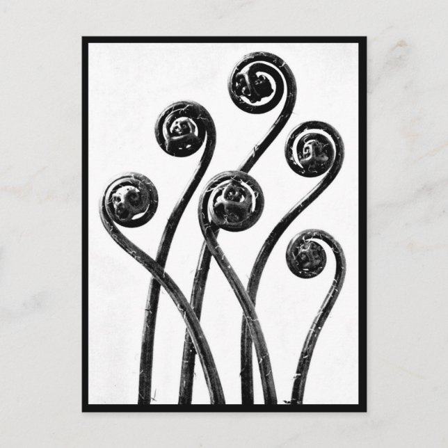 Postal Fotografía postcard-vintage-Karl Blossfeldt 8 (Anverso)