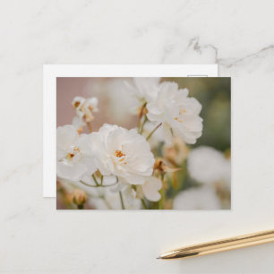 Postal Fotografía Romántica de Rosas Korbin Blancas Elega