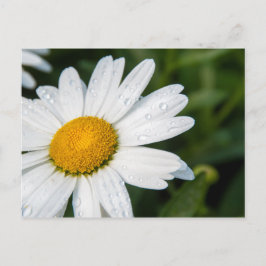 Postal fotografía, un margueritte, hacen verde