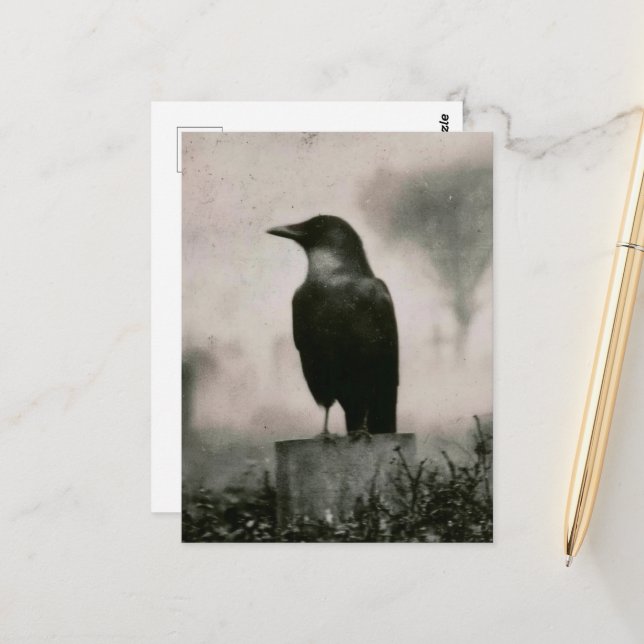 Postal Fotografía Vintage de Cuervo Hermoso (Anverso/Reverso In Situ)