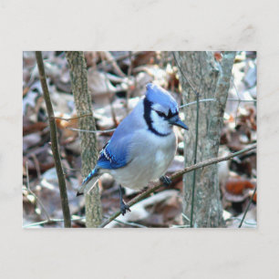 Postal Fotografías: aves -