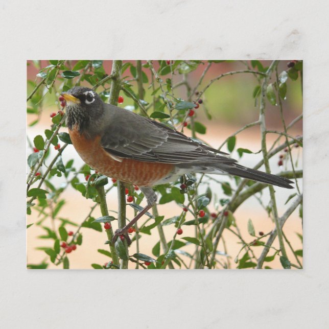Postal Fotografías: aves - (Anverso)
