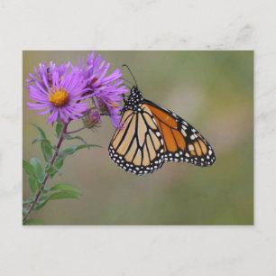 Postal Fotografías de mariposas monarca