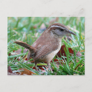 Postal Fotografías: pájaros -