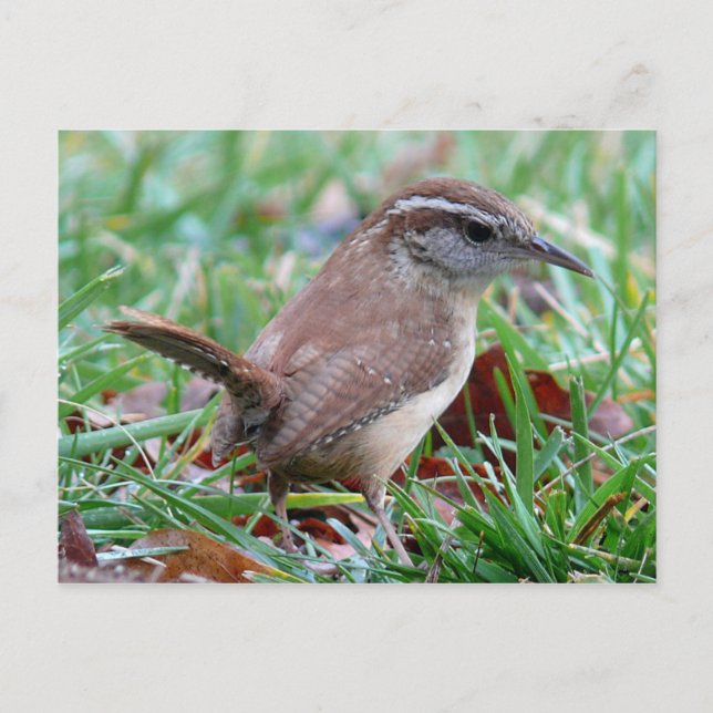 Postal Fotografías: pájaros - (Anverso)