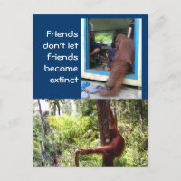 Fotografías únicas de Orangután
