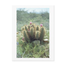 Postal fotográfica Cactus Sonora Arizona