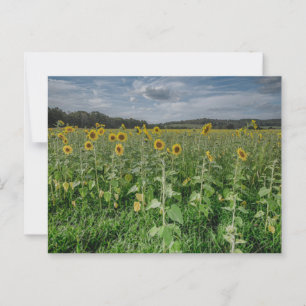 Postal fotográfica "Campo girasol"